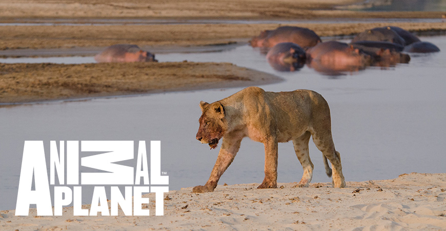 África Selvagem - Rios - Nova Série Animal Planet