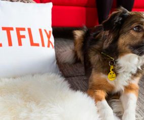 Histórias de cães: Netflix lança DOGS