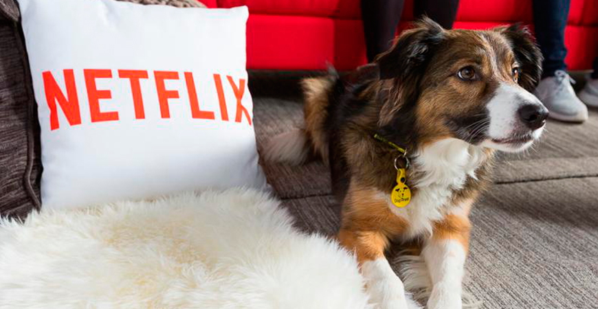 Histórias de cães: Netflix lança DOGS
