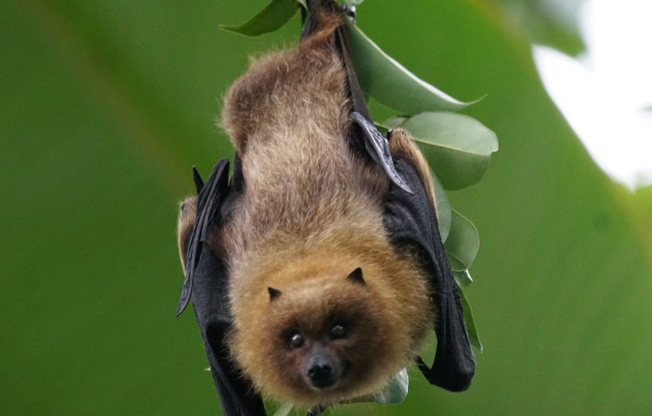 Como se Proteger de Animais Selvagens na Floresta