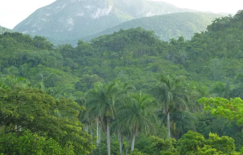 Impacto das Mudanças Climáticas na Flora e Fauna das Montanhas