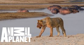 África Selvagem - Rios:  nova série do Animal Planet desbrava seis rios do continente