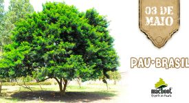Dia do Pau-Brasil : História e curiosidades da árvore que deu origem ao nome do país